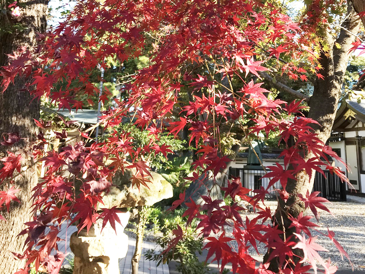 秋　紅葉